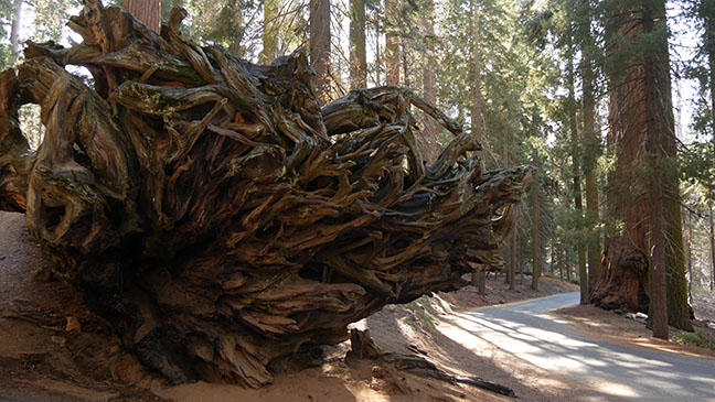 Redwood tree root system